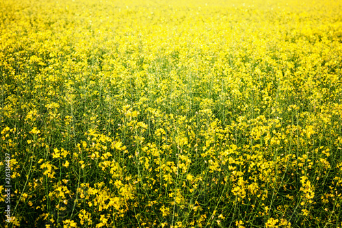 Yellow field rapeseed in bloom, nature background © ifiStudio