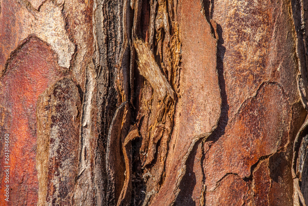 close-up of a tree bark