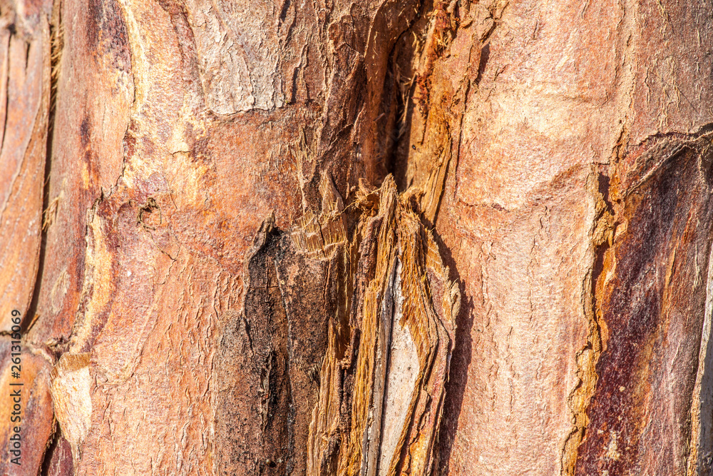 close-up of a tree bark