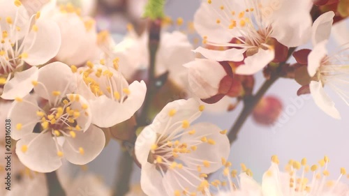 Spring flowers opening. Beautiful Spring Apricot tree blossom timelapse, extreme close up. Time lapse of Easter fresh pink blossoming apricot closeup. Blooming backdrop 4K UHD video