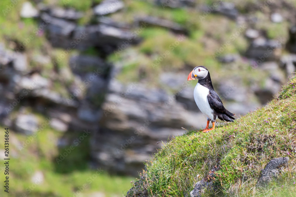 Obraz premium Puffin on Shetland Island resting on green grass of a sea cliff