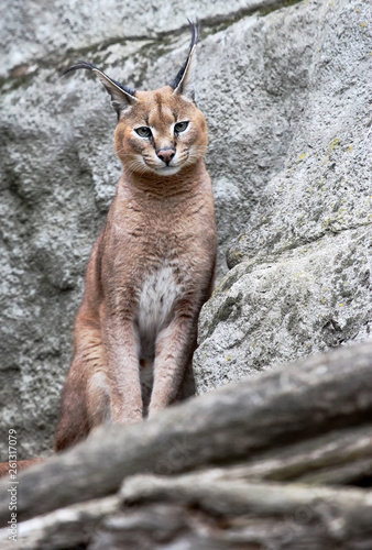 caracal looking into lens