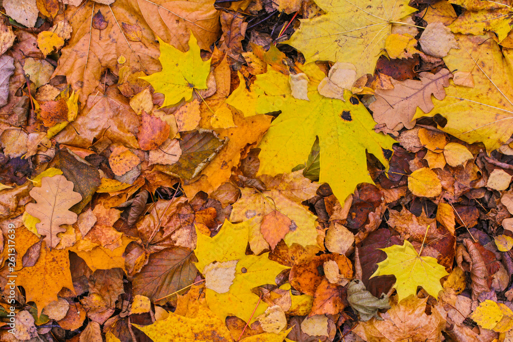 maple yellow green brown leaf fallen down old background base bright autumn maple yellow green brown leaf fallen down old background base bright autumn