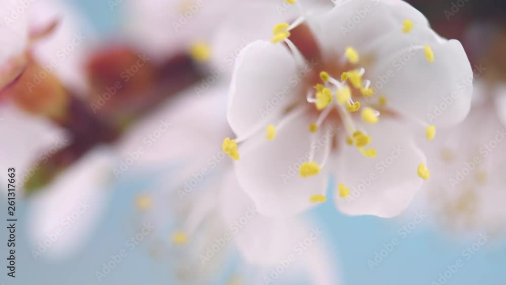 Spring flowers opening. Beautiful Spring Apricot tree blossom timelapse, extreme close up. Time lapse of Easter fresh pink blossoming apricot closeup. Blooming backdrop 4K UHD video Spring flowers opening. Beautiful Spring Apricot tree blossom timelapse, extreme close up. Time lapse of Easter fresh pink blossoming apricot closeup. Blooming backdrop 4K UHD video
