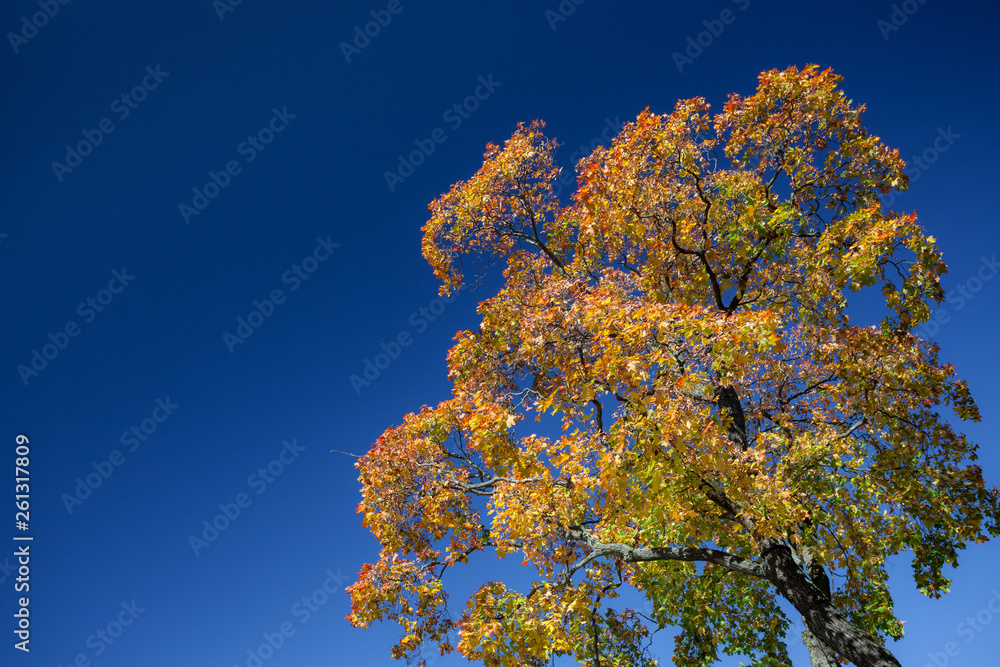Fototapeta premium Colorful maple tree against blue sky