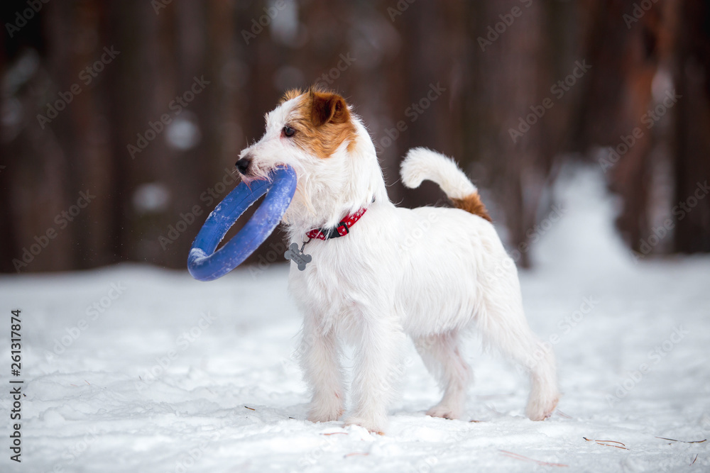 Jack Russell Terrier plays in the winter forest. Jack Russell Terrier plays in the winter forest.