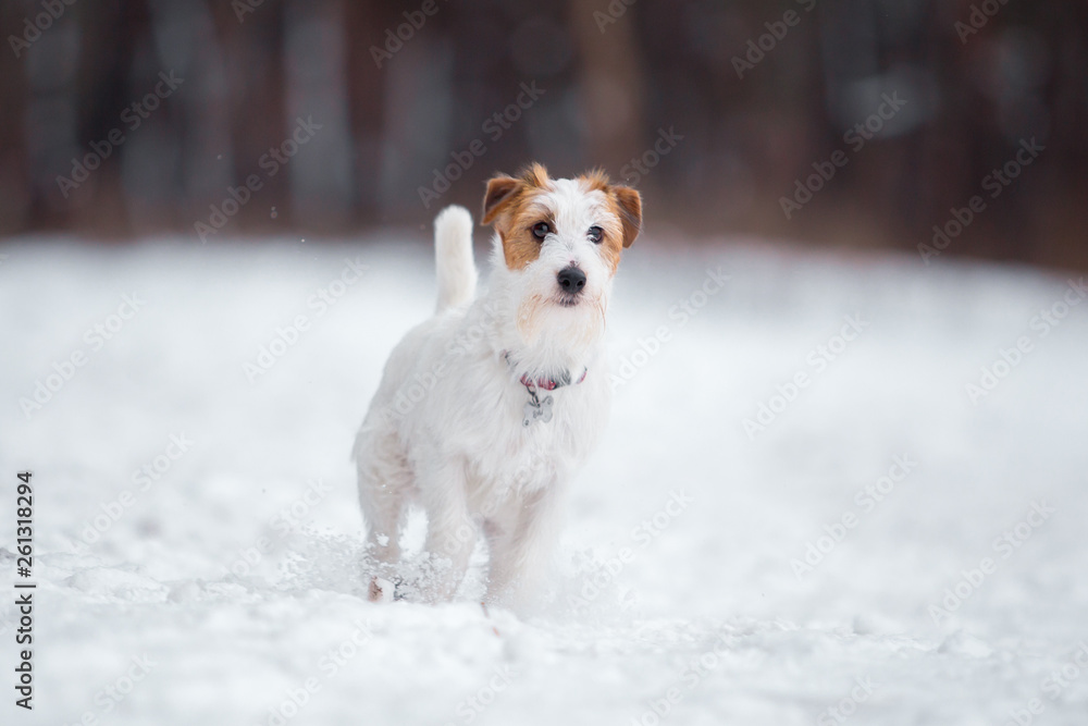 Jack Russell Terrier plays in the winter forest.