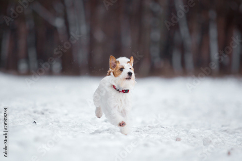 Fototapeta Naklejka Na Ścianę i Meble -  Jack Russell Terrier plays in the winter forest.