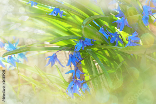 Scilla siberica or Proleska Siberian. Blue flower. Hello Spring. Selective focus, close-up. photo