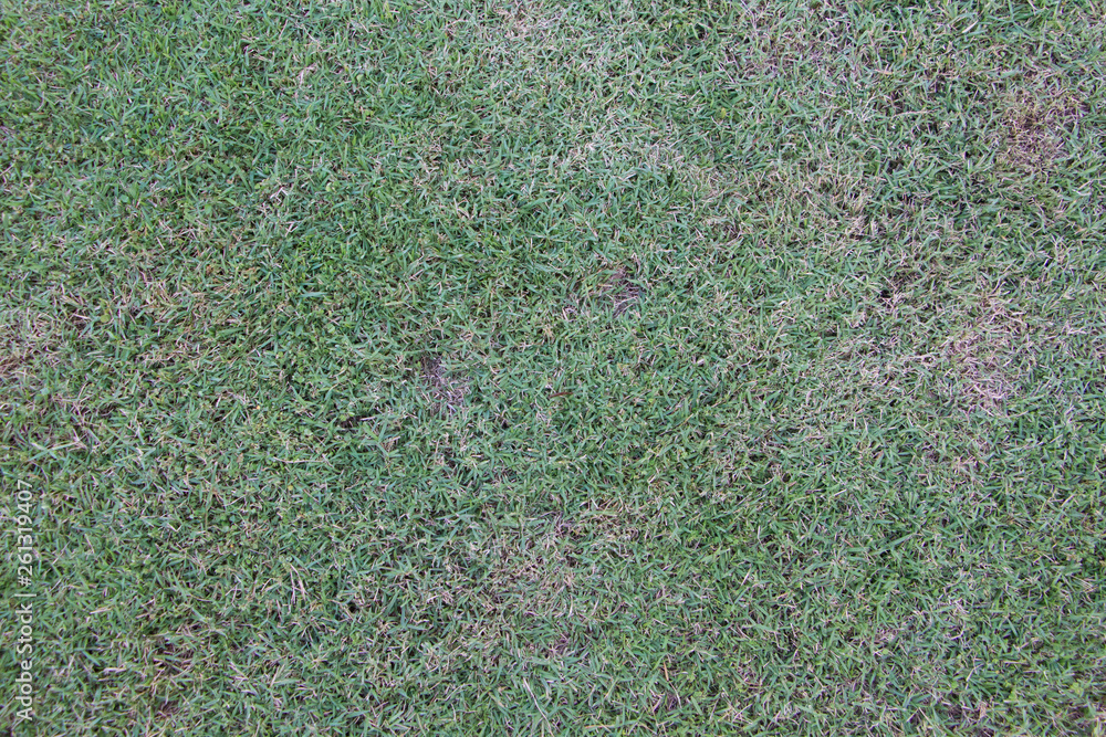 Short grass background texture Stock Photo | Adobe Stock