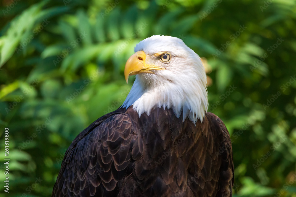 Bald Eagle Portrait With Green Leaves in the Background Bald Eagle Portrait With Green Leaves in the Background