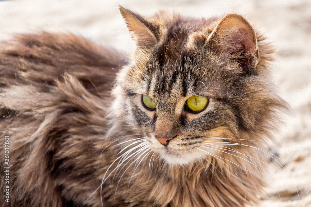 Portrait of a young fluffy cat on a light background in sunny weather_