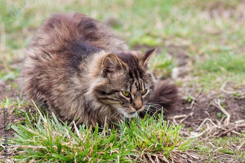 A fluffy cat sits on the grass and tracks a booty_