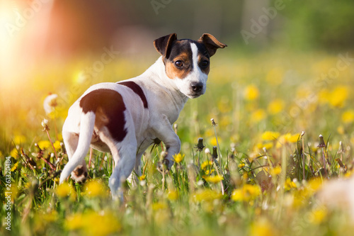 Jack Russel Welpe auf der Wiese, hübsche kleine Hündin schaut sich aufmerksam um und steht vor; kleiner Jagdhund geht auf die Pirsch in schönstem Abendlicht; aufmerksamer Jäger