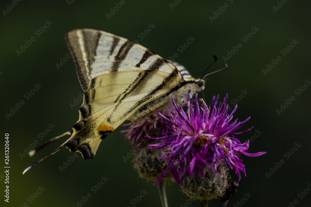 Fototapeta premium Schmetterling und Blumen