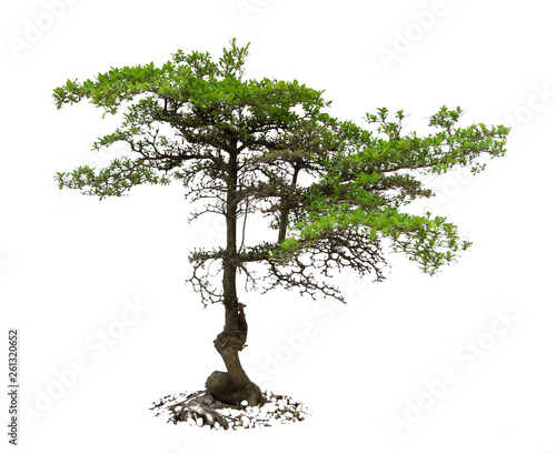 A tree has green leaf on Isolated white background, Terminalia ivorensis Chev is trees from Thailand photo