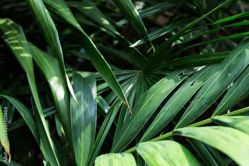 tropical green leaf background tropical green leaf background
