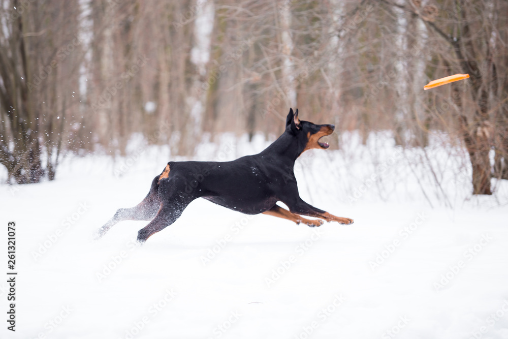 Dog breed Doberman plays in the winter forest Dog breed Doberman plays in the winter forest