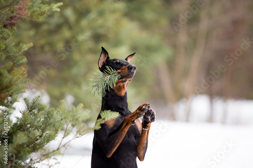Foto Dog breed Doberman plays in the winter forest