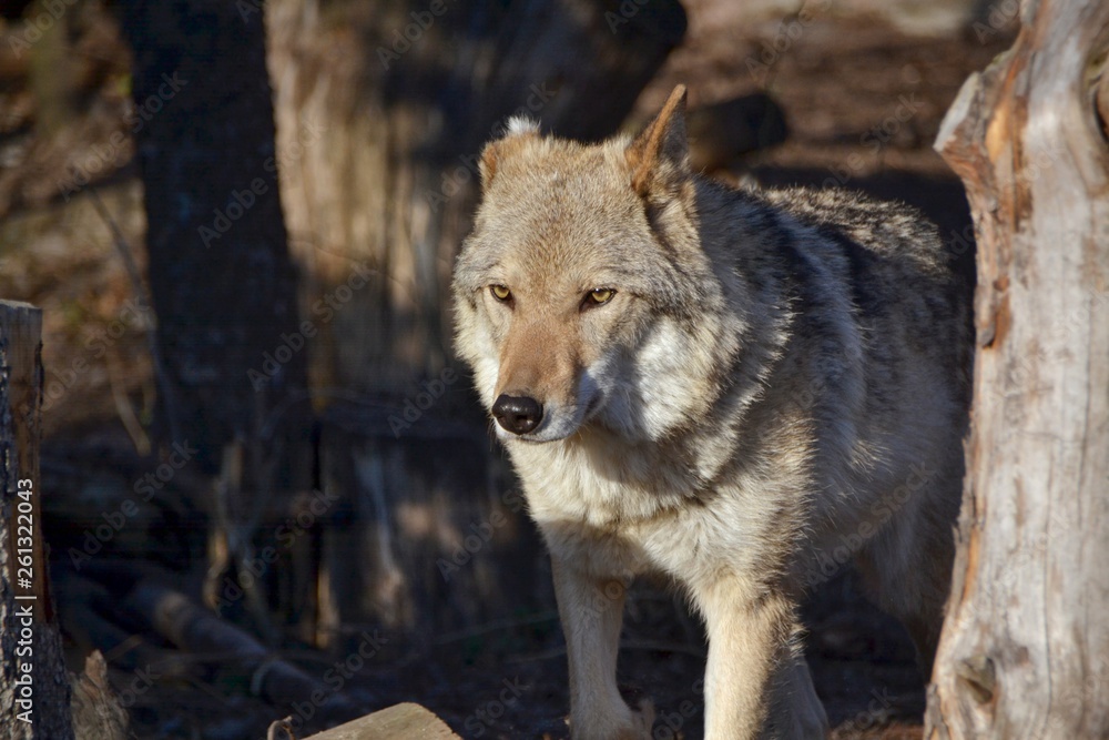 Adult wolf in the sun