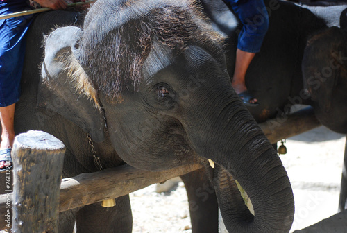 Elephant in Thailand