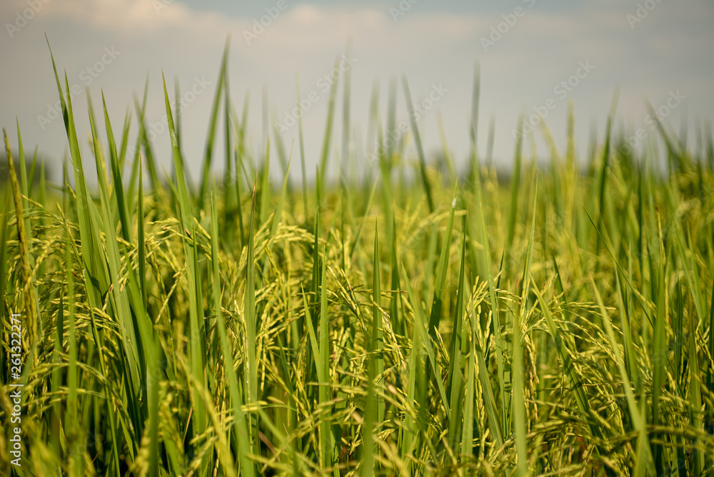 Rice field