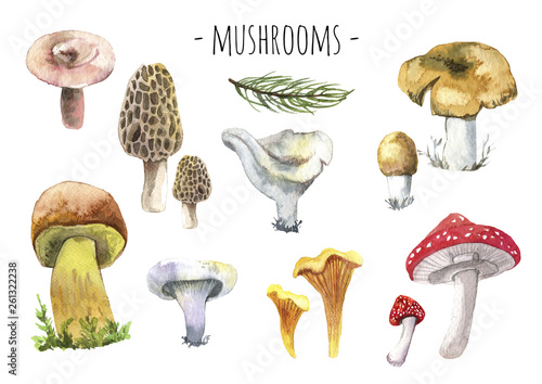 Forest mashrooms watercolor set. different forest mashrooms. photo
