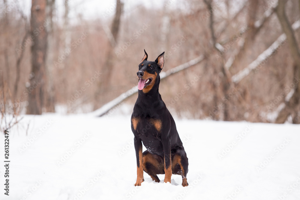 Dog breed Doberman plays in the winter forest Dog breed Doberman plays in the winter forest
