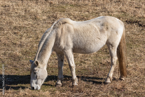 Fotografie Beautiful horses in spring in the meadow eat grass