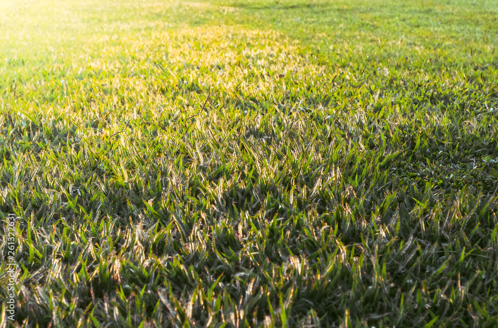 Grass hit by sunlight in the morning