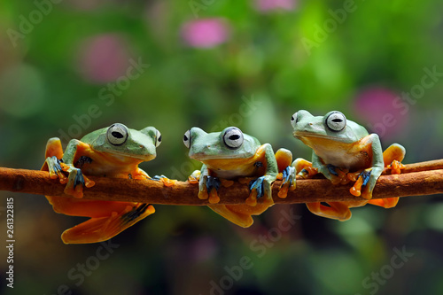 flying frog family, tree frog, java tree frog