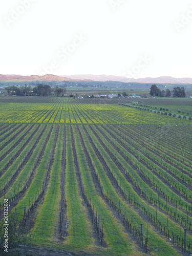Dormant grape vines in Carneros