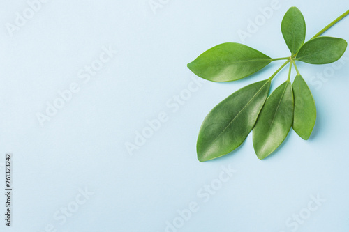 Leaves nature top view  Flat Lay on blue background
