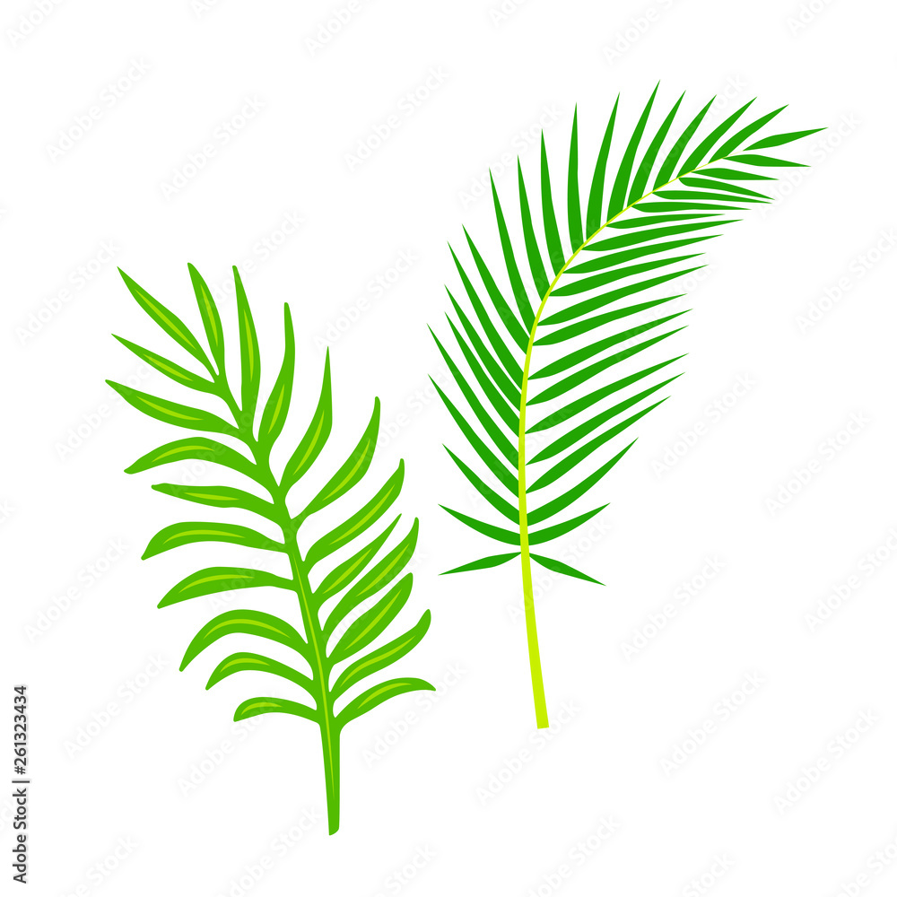 Tropical palm leaf vector illustration. Design element isolated on white background. Flat style jungle plant.