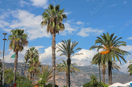 Palm trees - French Riviera - Saint Jean Cap Ferrat © Jonathan Stutz