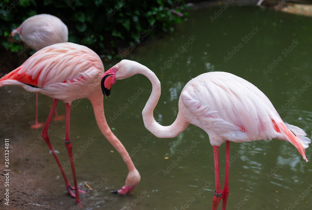 flamingo drinking some water out of the lake flamingo drinking some water out of the lake