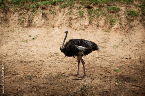 ostrich walking in a natural park. Nature and wildlife concept photo