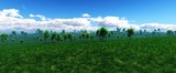 green grass under the sky with clouds, grass hills,