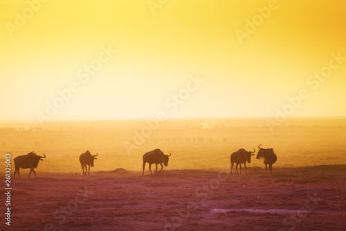 The silhouettes of wildebeests over sunset savanna