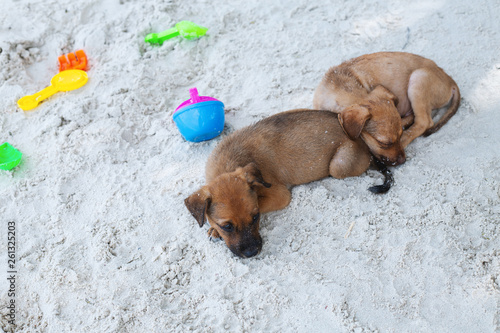  dogs relaxing and resting , lying on the sand at the beach on summer vacation holidays photo