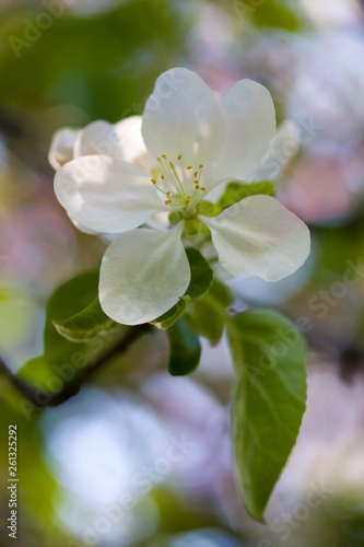 Closeup of a fruit tree blooming