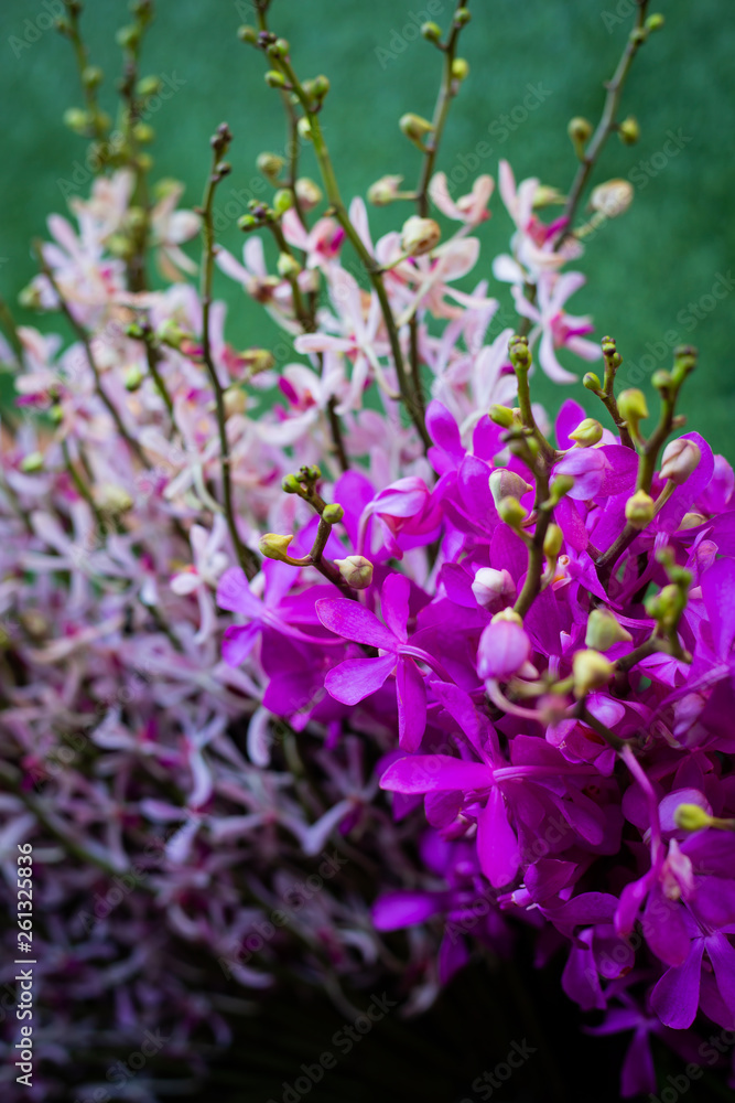 Many bouquets of bright purple flowers on sale in Bangkok flower market, Thailand Many bouquets of bright purple flowers on sale in Bangkok flower market, Thailand