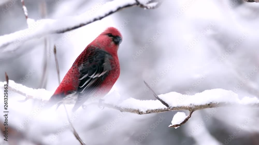 A beautiful red bird rests on a tree branch cover by snow. Filmed in Northern Quebec, Canada. A beautiful red bird rests on a tree branch cover by snow. Filmed in Northern Quebec, Canada.