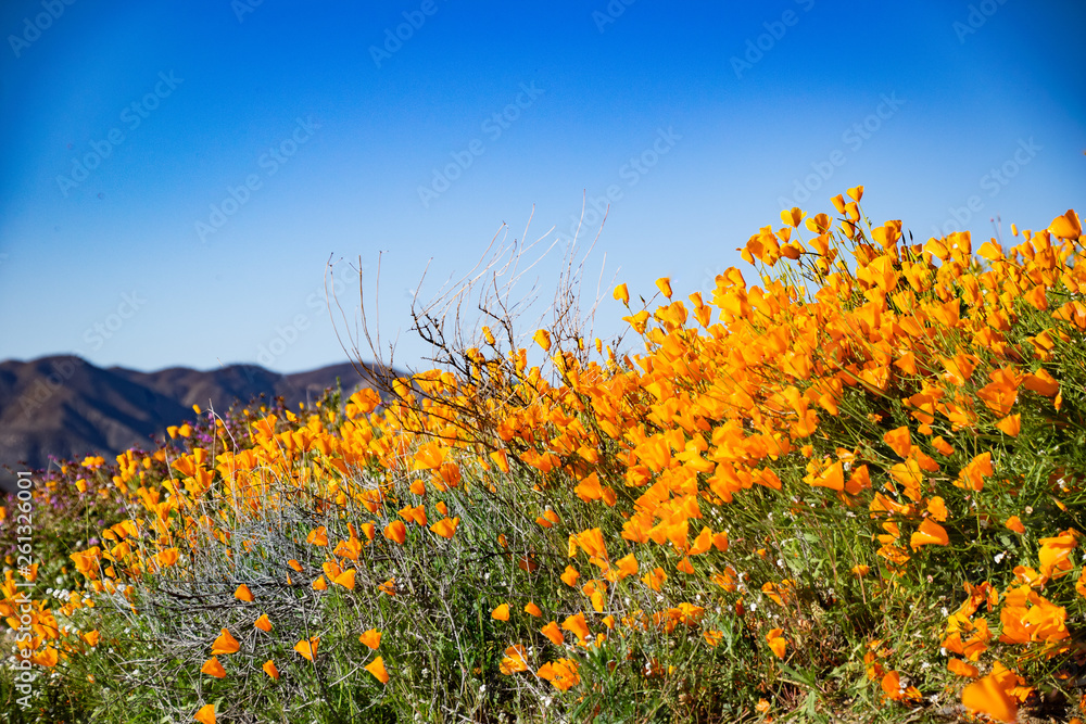 Fototapeta premium A Riot of Poppies