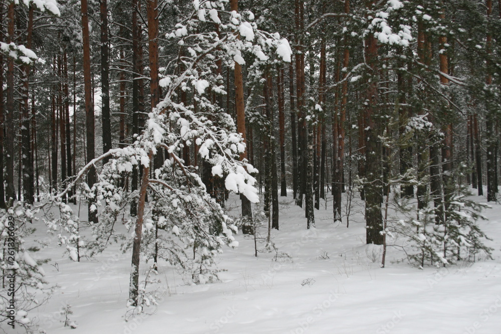 Fototapeta premium Winter Forest Winter Tale