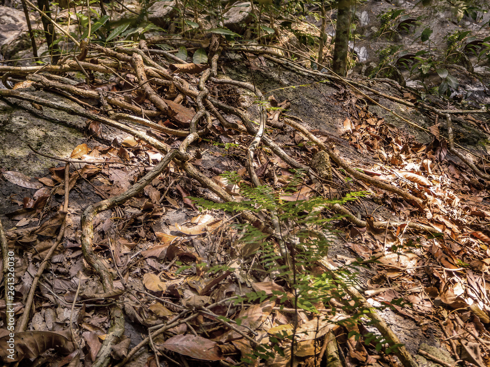 The roots of a tropical tree. Koh Phangan. Thailand.