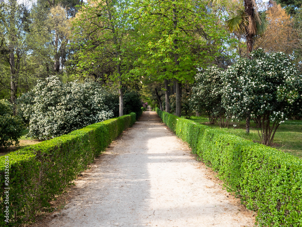 Straight walkway in a sunny park