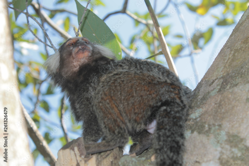 Obraz premium monito