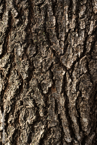 Abstract background texture. Natural wood seamless pattern. Wallpaper design, grunge old surface. Nature, plant, tree bark, trunk