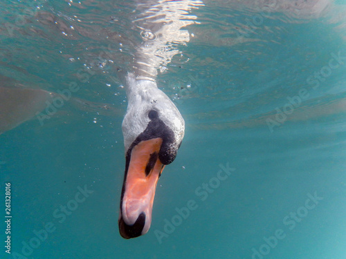 Fototapeta Naklejka Na Ścianę i Meble -  Swan with head under water looking for food